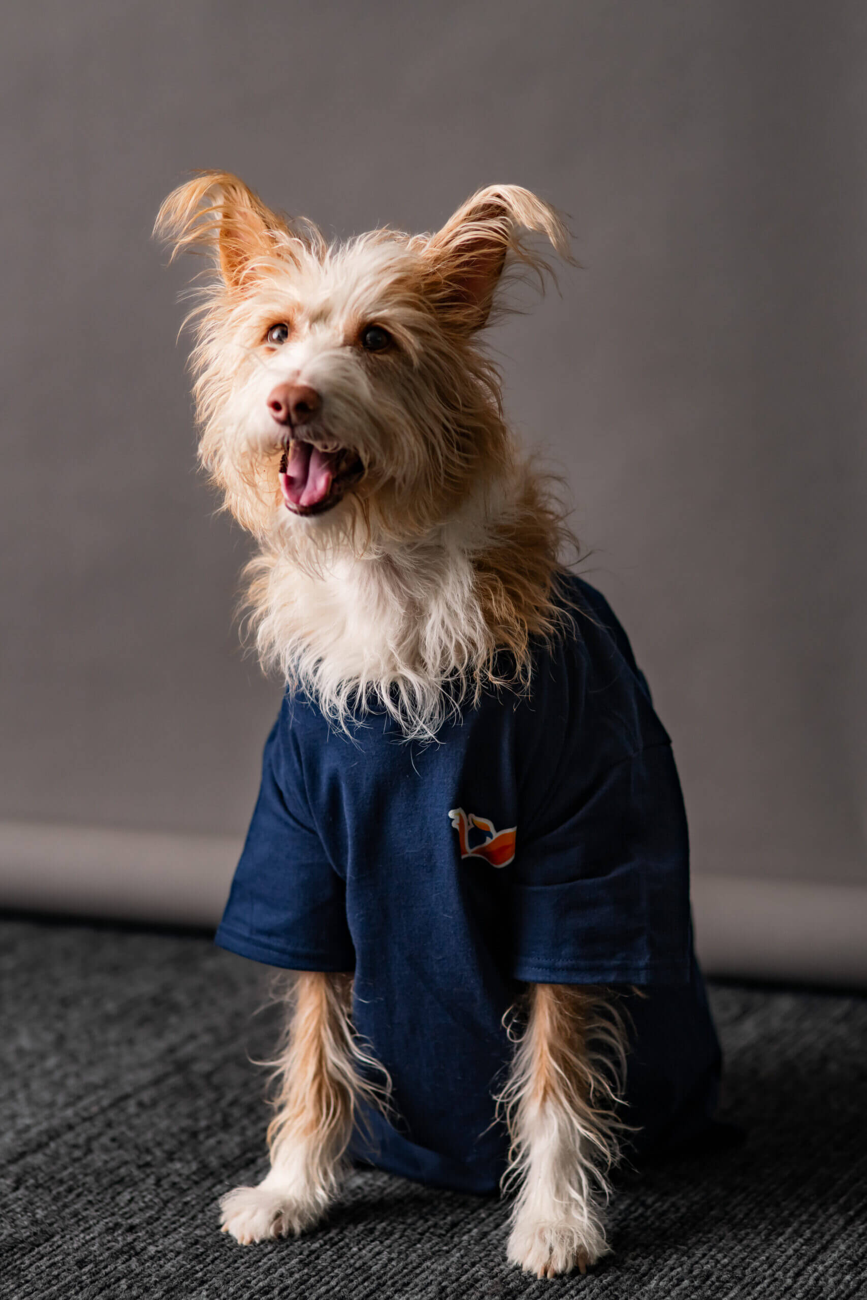 Dog wearing blue shirt, tongue out, sitting.